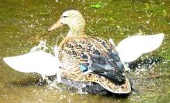 The Wonder Duck decoy by www.wonderduck.com